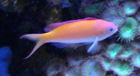  Pseudanthias dispar (Dispar Anthias, Redfin Anthias, Peach Anthias)